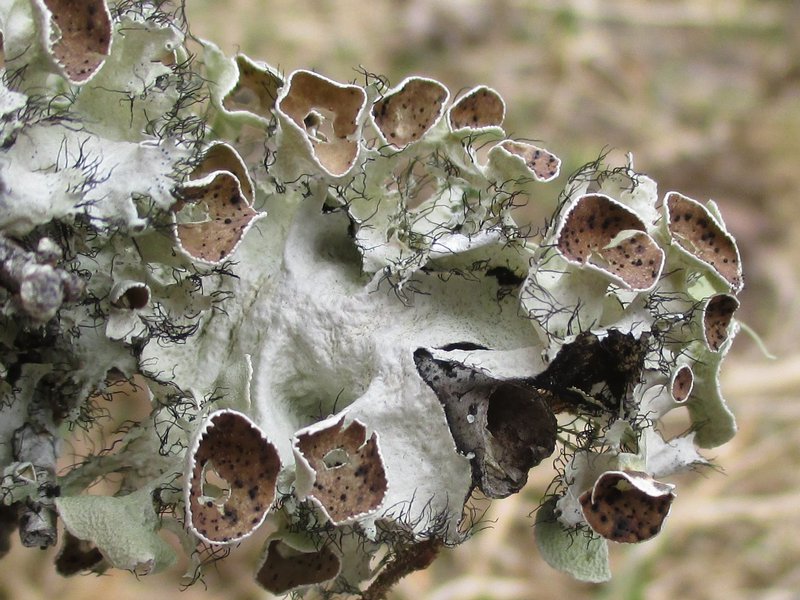 Parmotrema subrigidum