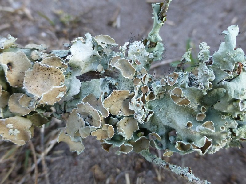 Parmotrema subrigidum