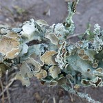 Parmotrema subrigidum