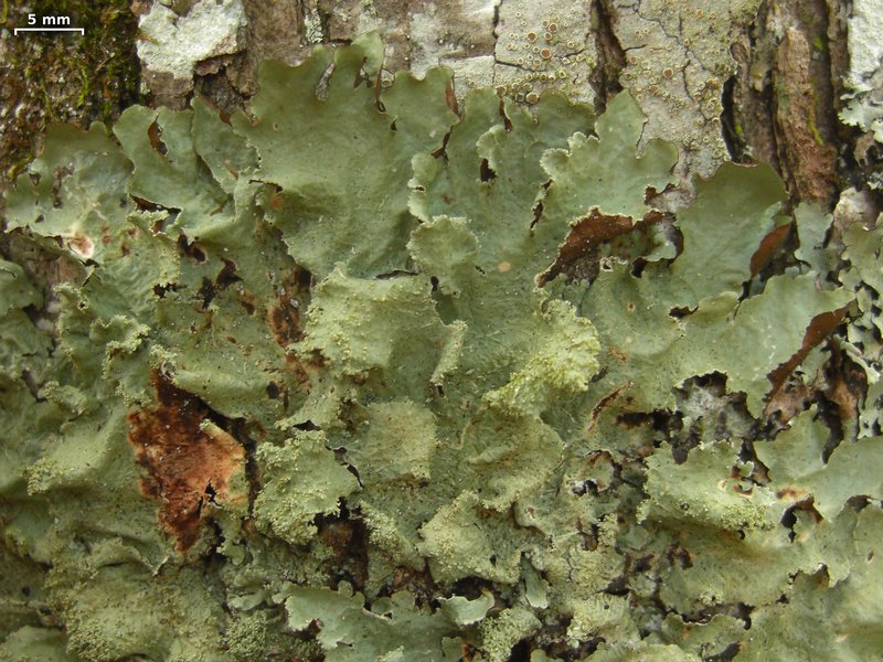 Parmotrema subtinctorium