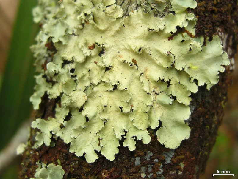 Parmotrema sulphuratum