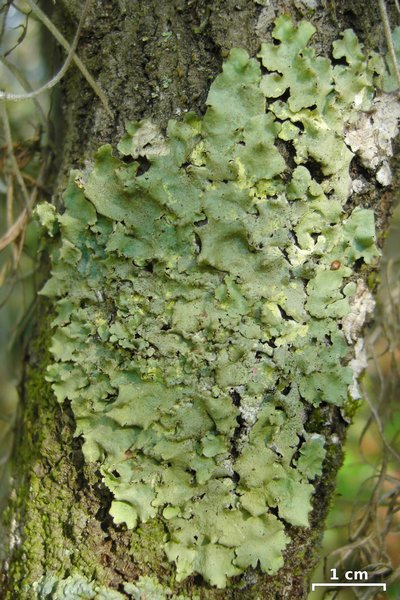 Parmotrema sulphuratum