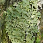 Parmotrema sulphuratum