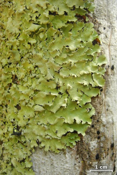 Parmotrema sulphuratum