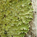 Parmotrema sulphuratum