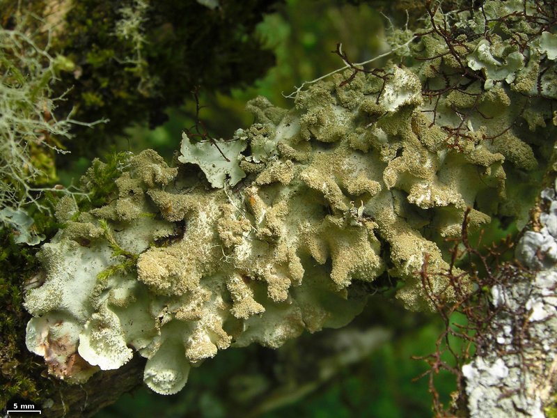 Parmotrema tinctorum