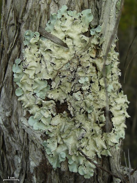 Parmotrema tinctorum