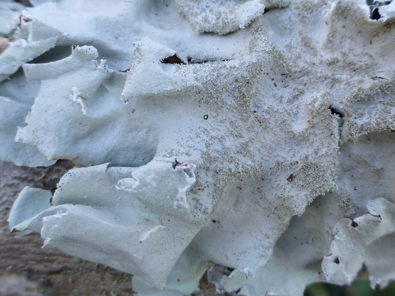 Parmotrema tinctorum