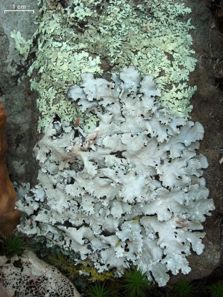 Parmotrema ultralucens