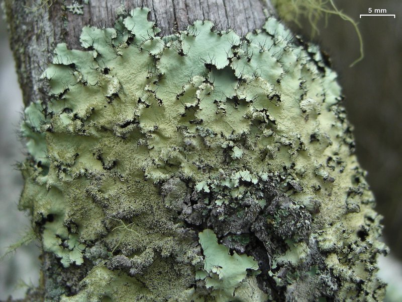 Parmotrema xanthinum