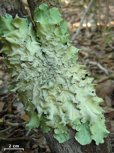 Parmotrema zollingeri