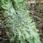 Parmotrema zollingeri