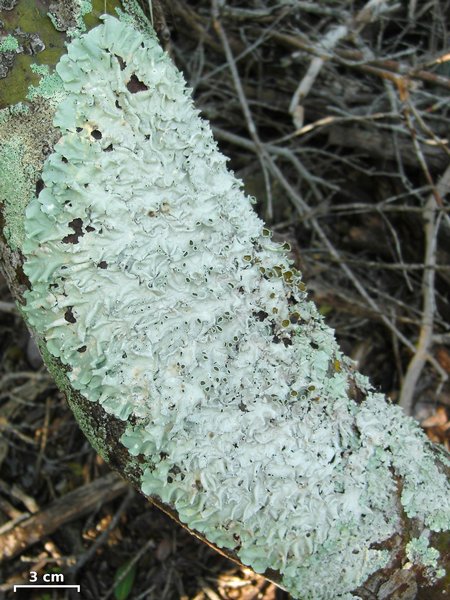 Parmotrema zollingeri