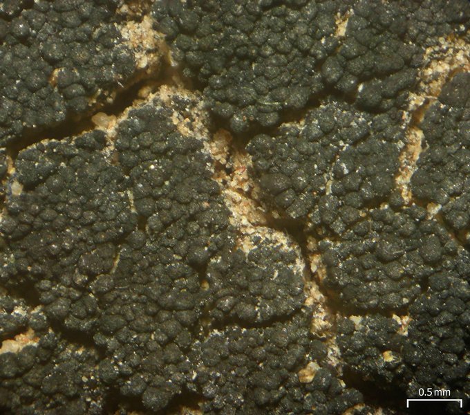 Peccania arizonica