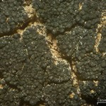 Peccania arizonica