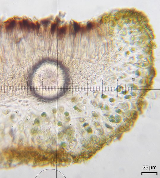 Peccania arizonica
