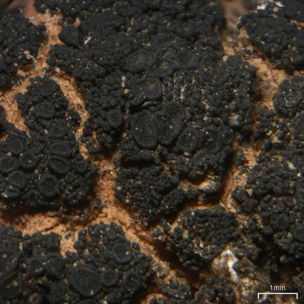 Peccania subnigra