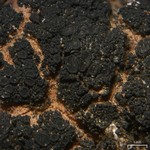 Peccania subnigra