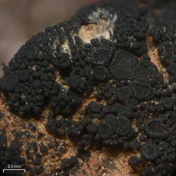 Peccania subnigra