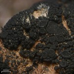 Peccania subnigra