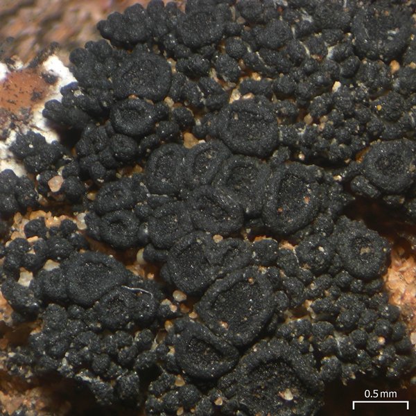 Peccania subnigra