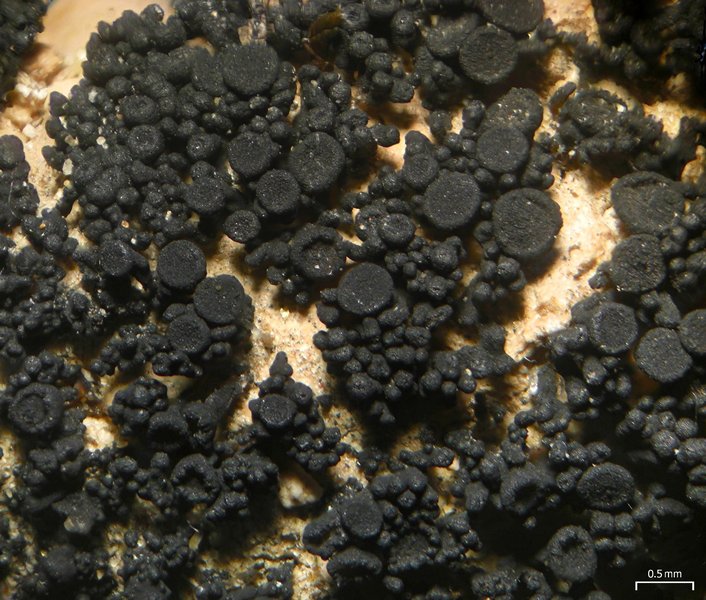 Peccania subnigra