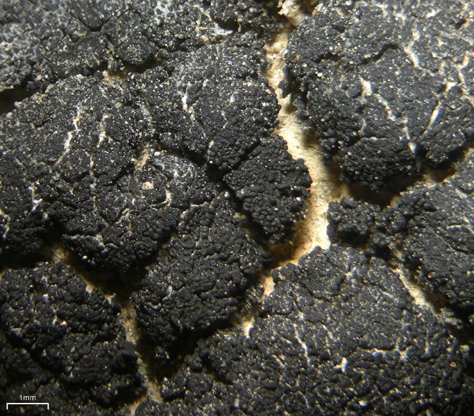 Peccania subnigra