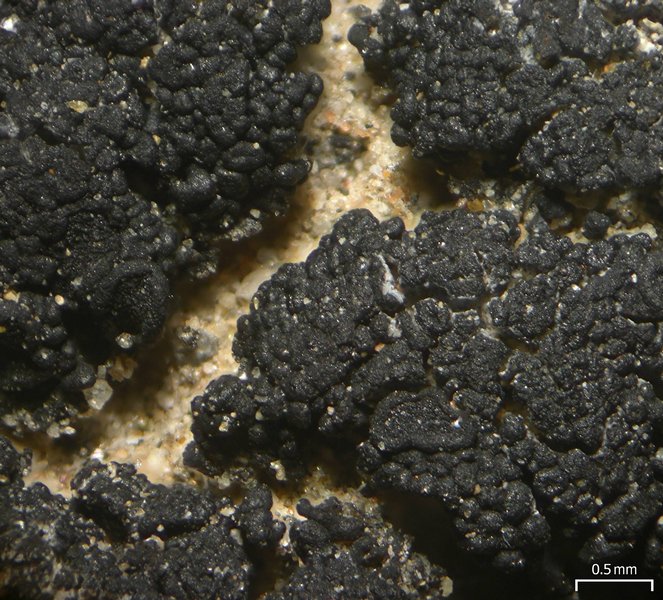 Peccania subnigra