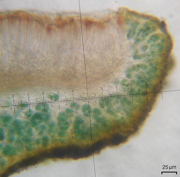 Peccania subnigra