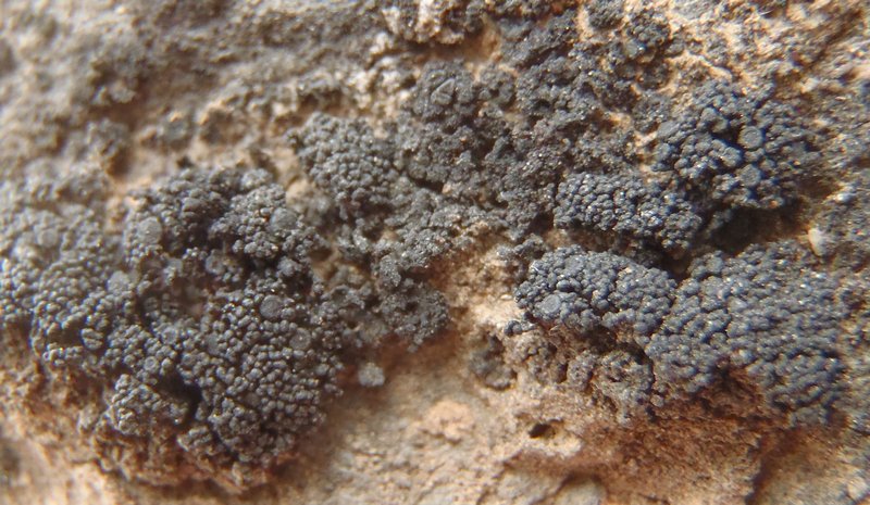 Peccania subnigra
