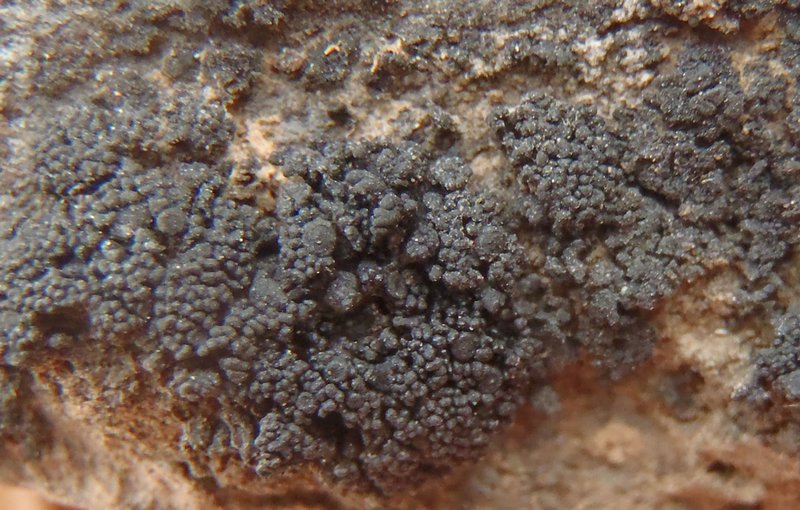 Peccania subnigra