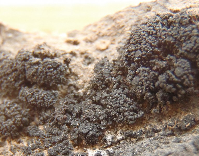 Peccania subnigra