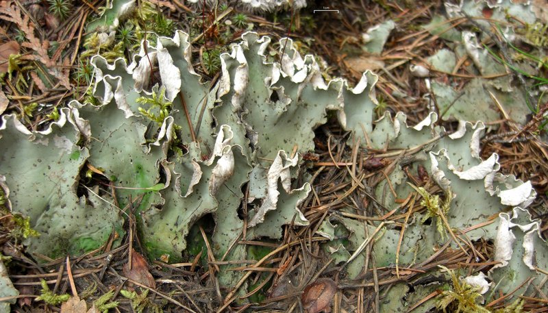 Peltigera aphthosa