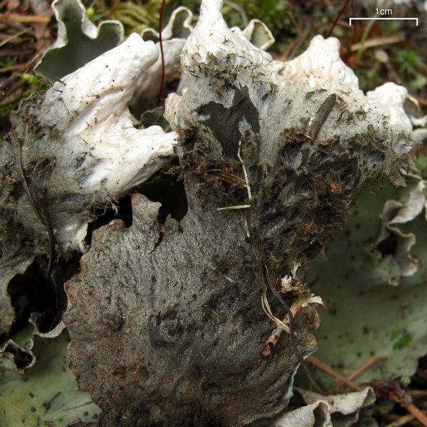 Peltigera aphthosa