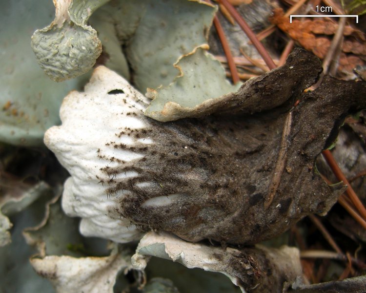 Peltigera aphthosa