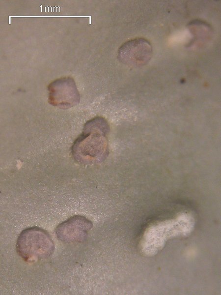 Peltigera aphthosa
