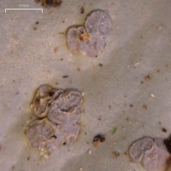 Peltigera aphthosa