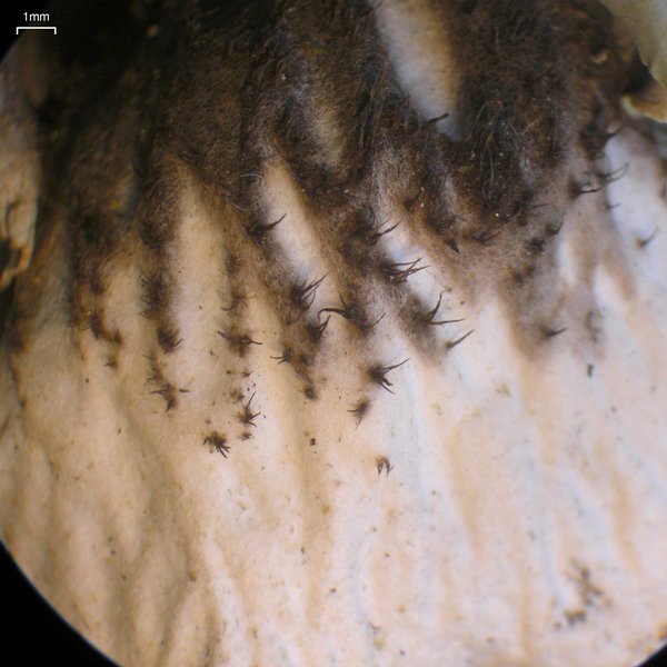 Peltigera aphthosa