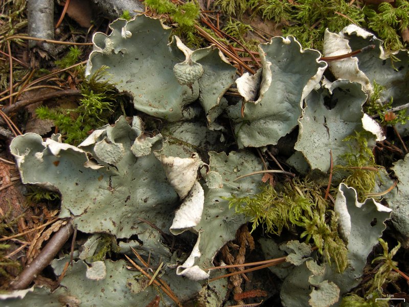 Peltigera aphthosa