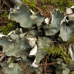 Peltigera aphthosa