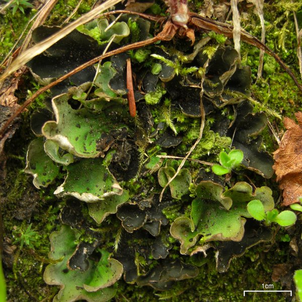 Peltigera aphthosa