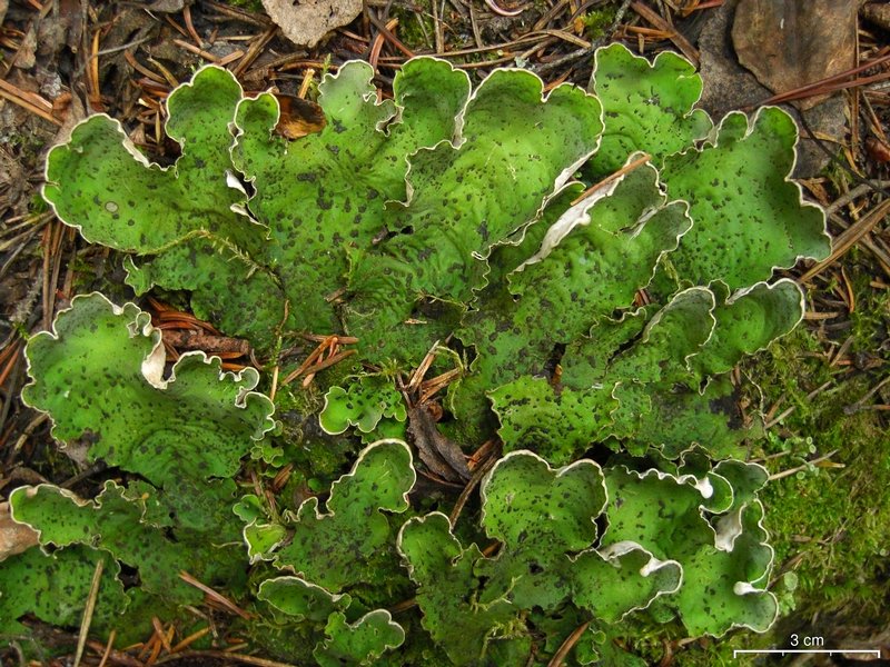 Peltigera aphthosa
