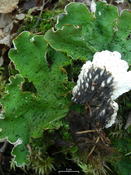 Peltigera aphthosa