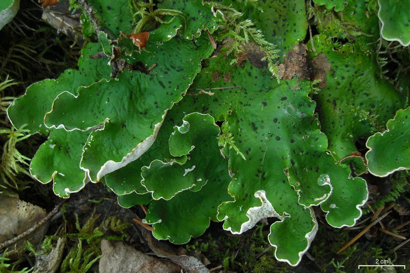 Peltigera aphthosa
