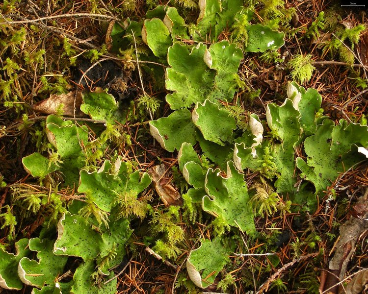 Peltigera aphthosa