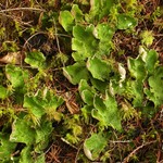 Peltigera aphthosa