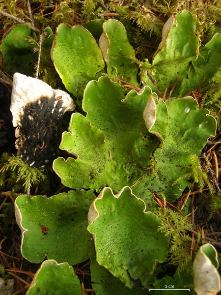 Peltigera aphthosa
