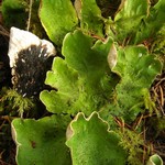 Peltigera aphthosa