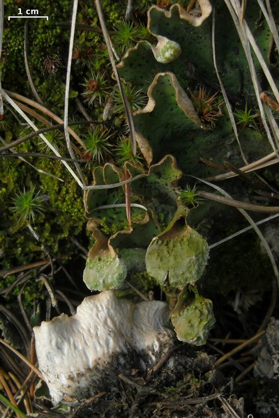Peltigera aphthosa
