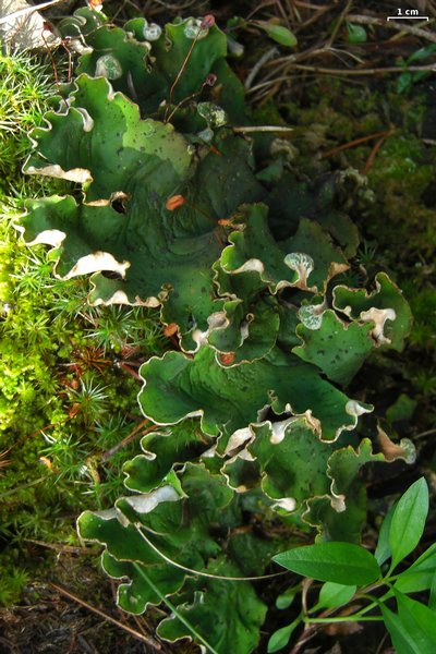 Peltigera aphthosa